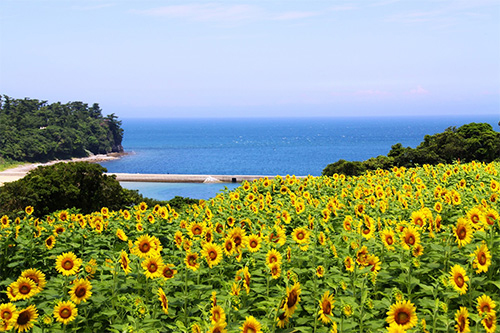 花の岬　香々地［かかぢ］