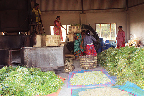 EVEREST AROMA NEPAL